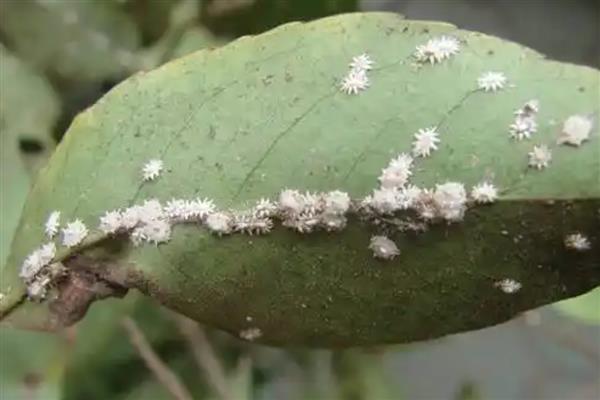 独占春的养殖方法,喜欢湿润的环境