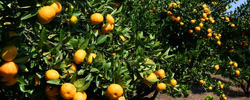 购买果树苗要注意什么，根据种植地区的条件决定品种