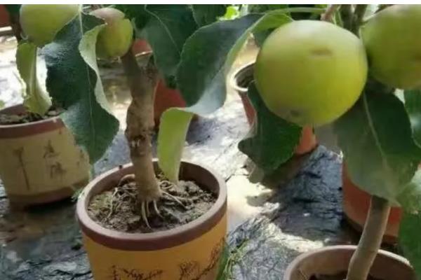 苹果树盆栽方法，上盆后要浇透水