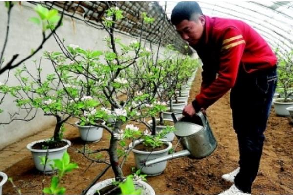 苹果树盆栽方法，上盆后要浇透水
