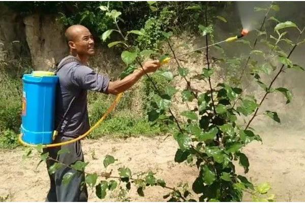 苹果树盆栽方法，上盆后要浇透水