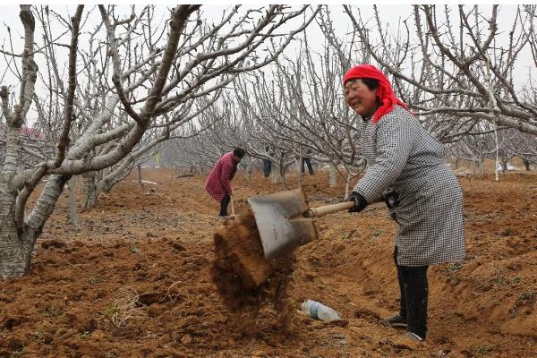 苹果树盆栽方法，上盆后要浇透水