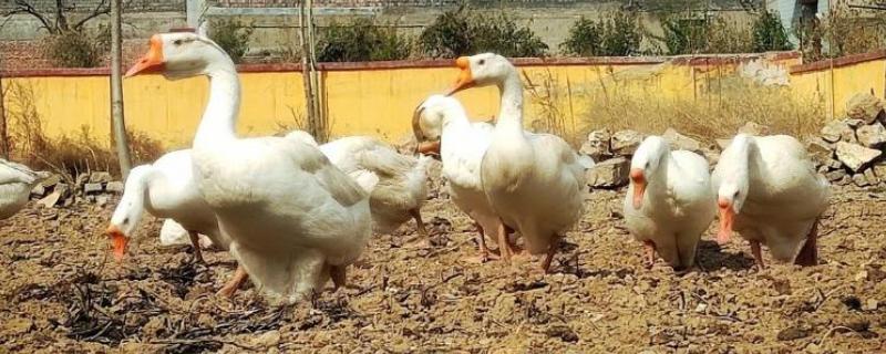 鹅软脚病的发生原因，环境潮湿、营养不全面等因素都会引起