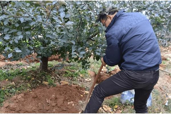苹果树盆栽方法，上盆后要浇透水
