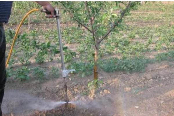 苹果树盆栽方法，上盆后要浇透水