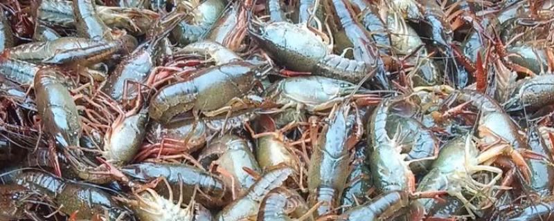 挑选优质小龙虾的方法，青色龙虾的肉质更鲜嫩