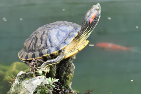 巴西龟长到什么程度会咬人,成年后缺少食物或受伤时可能会攻击人类