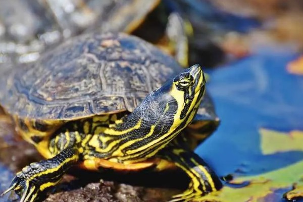 巴西龟长到什么程度会咬人,成年后缺少食物或受伤时可能会攻击人类