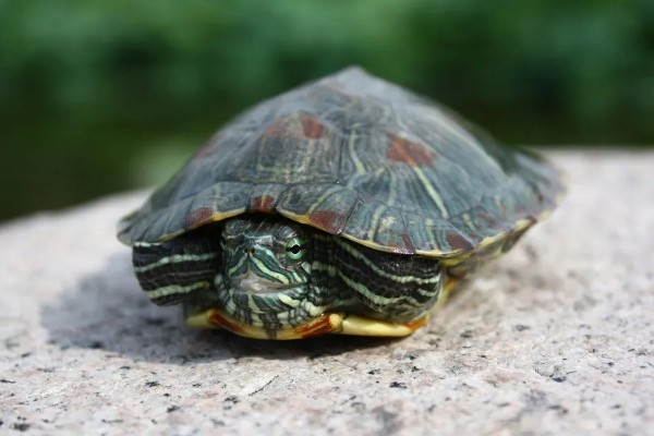 巴西龟长到什么程度会咬人,成年后缺少食物或受伤时可能会攻击人类