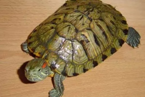 巴西龟长到什么程度会咬人,成年后缺少食物或受伤时可能会攻击人类