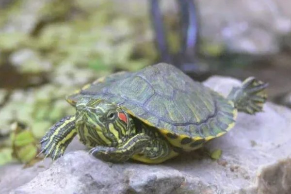 巴西龟长到什么程度会咬人,成年后缺少食物或受伤时可能会攻击人类