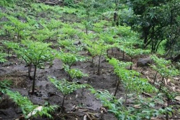 魔芋的种植方法,常用的是种芋播种