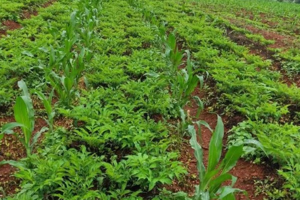 魔芋的种植方法,常用的是种芋播种