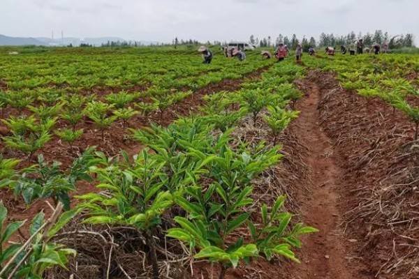 魔芋的种植方法,常用的是种芋播种