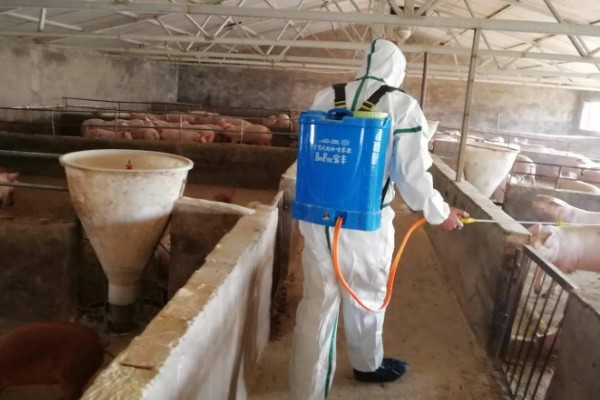 猪场疫情过后如何处理,撒施石灰、喷洒漂白粉溶液进行消毒