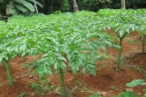 魔芋的种植方法,常用的是种芋播种