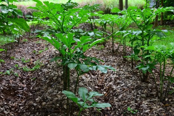 魔芋的种植方法,常用的是种芋播种