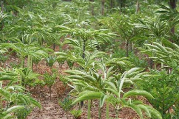 魔芋的种植方法,常用的是种芋播种