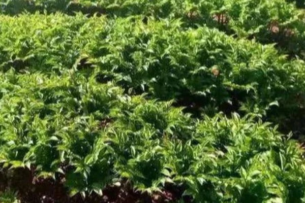 魔芋的种植方法,常用的是种芋播种