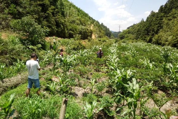 魔芋的种植方法,常用的是种芋播种