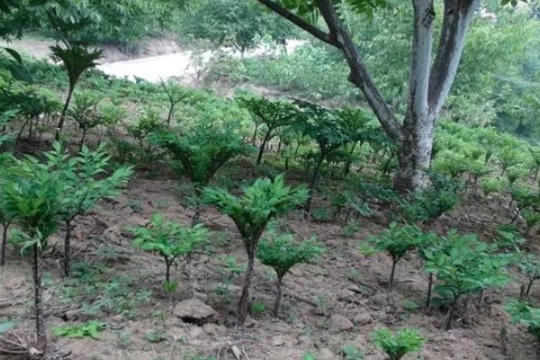 魔芋的种植方法,常用的是种芋播种