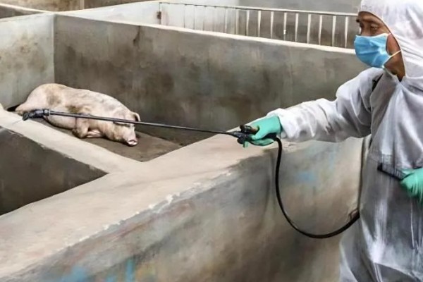 猪场疫情过后如何处理,撒施石灰、喷洒漂白粉溶液进行消毒