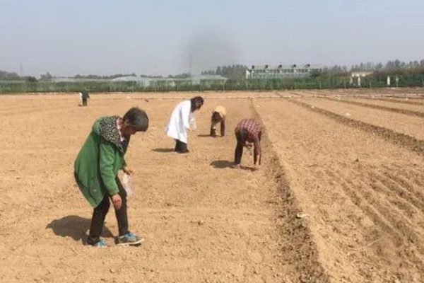 魔芋的种植方法,常用的是种芋播种
