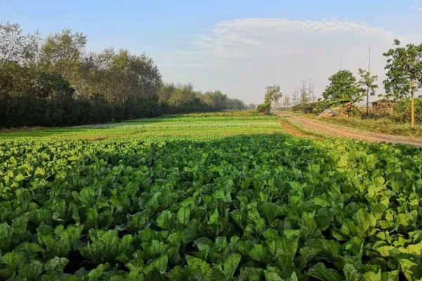 蔬菜怎么降温，覆盖遮阳网可避免灼伤