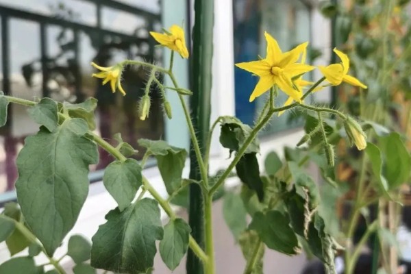 蔬菜怎么降温，覆盖遮阳网可避免灼伤