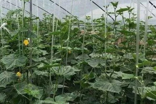 蔬菜怎么降温，覆盖遮阳网可避免灼伤