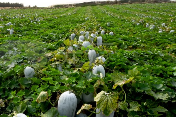 蔬菜怎么降温，覆盖遮阳网可避免灼伤