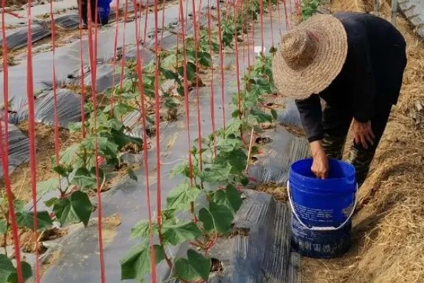 蔬菜怎么降温，覆盖遮阳网可避免灼伤