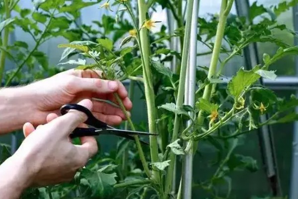 蔬菜怎么降温，覆盖遮阳网可避免灼伤