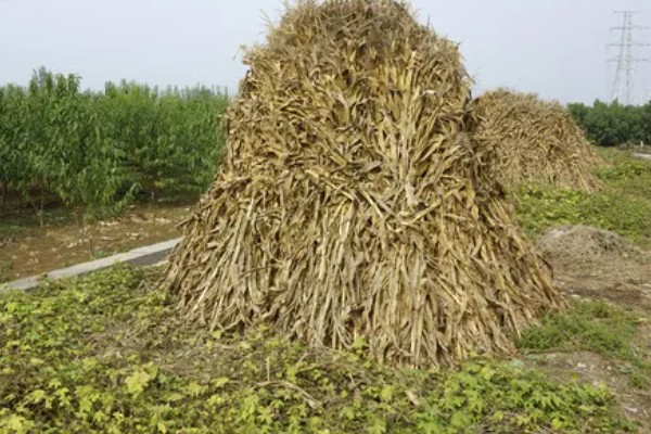 蔬菜怎么降温，覆盖遮阳网可避免灼伤