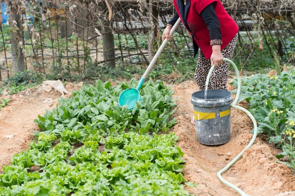 蔬菜怎么降温，覆盖遮阳网可避免灼伤