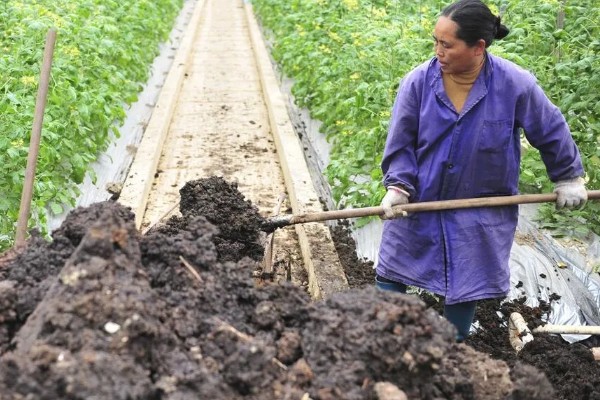 蔬菜怎么降温，覆盖遮阳网可避免灼伤