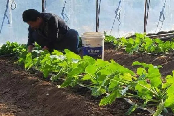 蔬菜怎么降温，覆盖遮阳网可避免灼伤