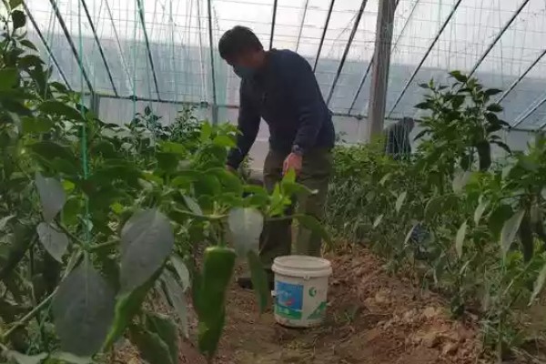 蔬菜怎么降温，覆盖遮阳网可避免灼伤