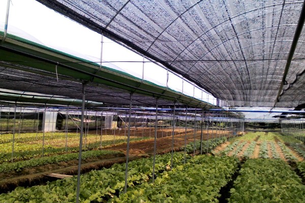 蔬菜怎么降温，覆盖遮阳网可避免灼伤