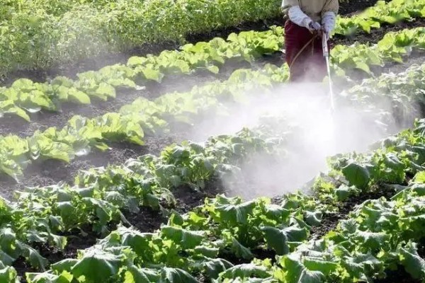 蔬菜怎么降温，覆盖遮阳网可避免灼伤