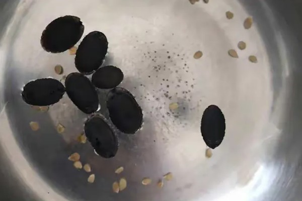 怎么种丝瓜，每个种植穴播种3-4粒