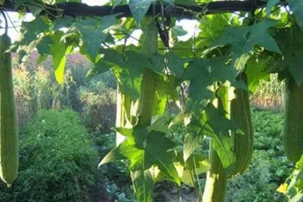 怎么种丝瓜，每个种植穴播种3-4粒