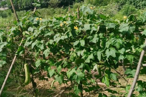 怎么种丝瓜，每个种植穴播种3-4粒