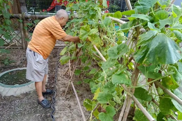 怎么种丝瓜，每个种植穴播种3-4粒