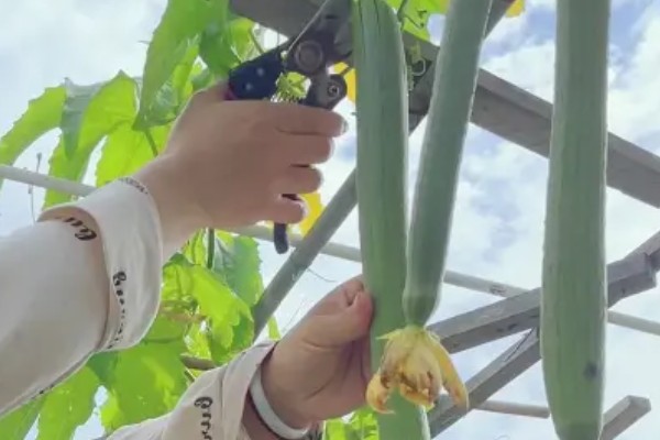 怎么种丝瓜，每个种植穴播种3-4粒