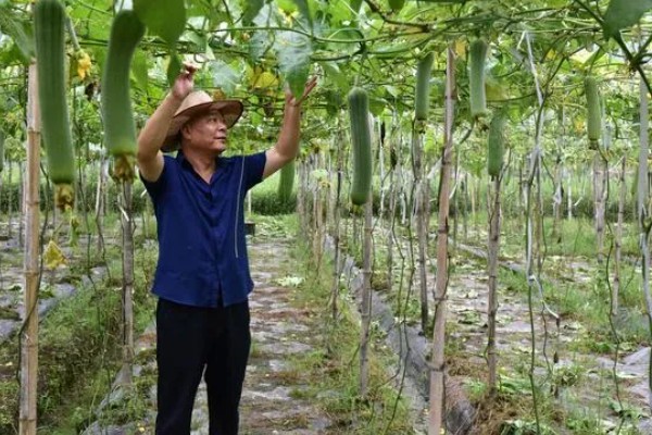 怎么种丝瓜，每个种植穴播种3-4粒