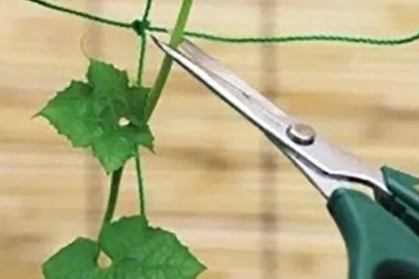 怎么种丝瓜，每个种植穴播种3-4粒