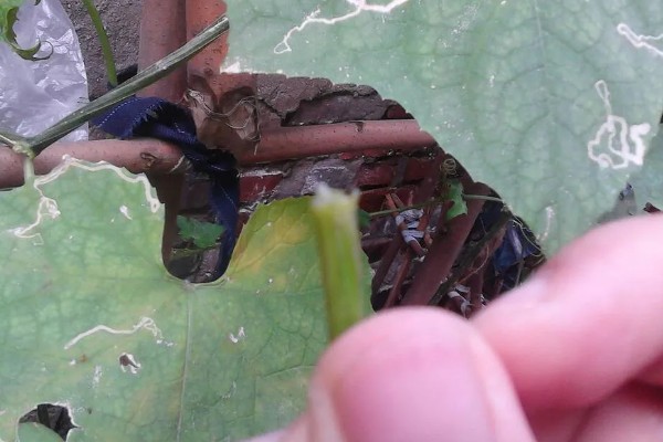 怎么种丝瓜，每个种植穴播种3-4粒