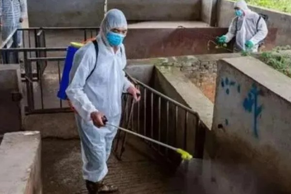 猪场疫情过后如何处理,撒施石灰、喷洒漂白粉溶液进行消毒
