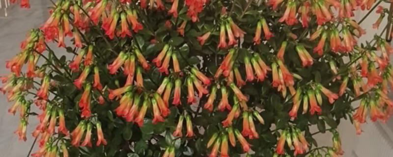 宫灯长寿花的风水寓意，寓意大吉大利、长命百岁等